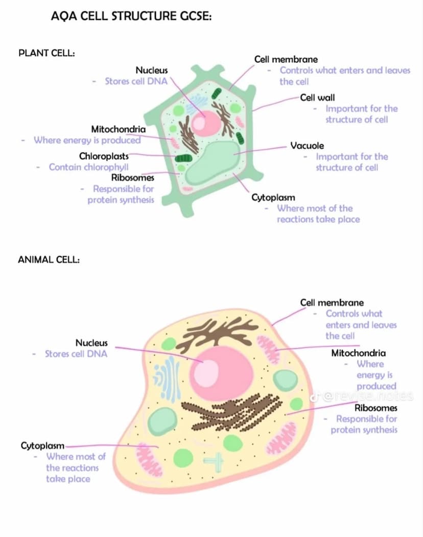 BACTERIAL CELL:
Cell wall
Important for
the structure of
cell
bosomes
Responsible
for protein
synthesis
Feature
Nucleus
Cytoplasm
Ribosomes
