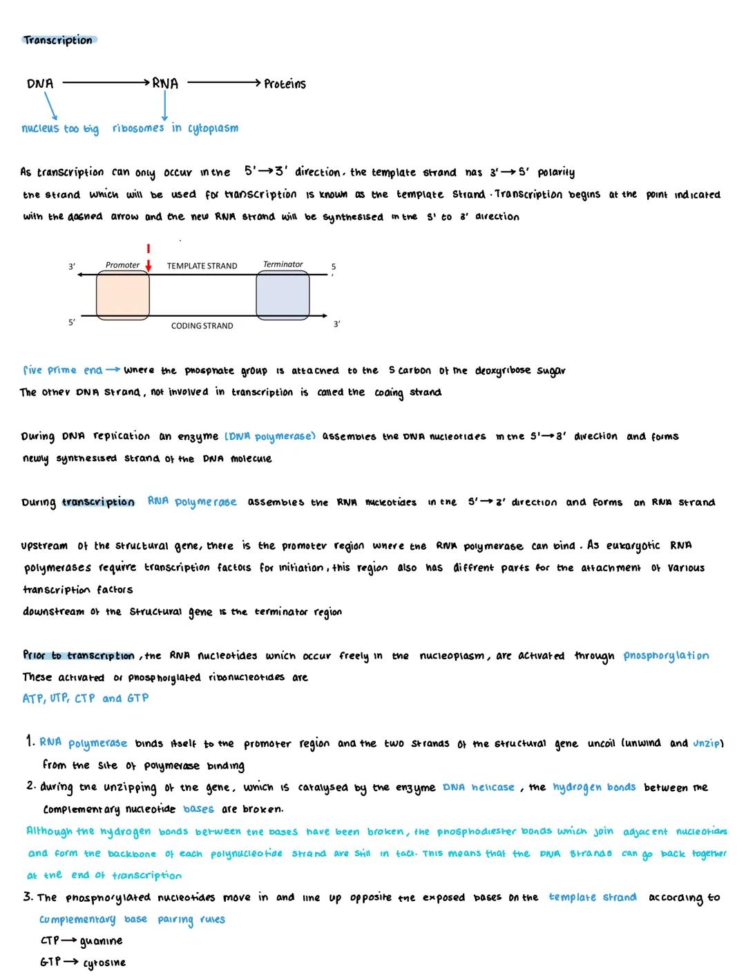 # Transcription

DNA
→RNA
Proteins

nucleus too big ribosomes in cytoplasm

As transcription can only occur in the 5'3' direction, the templ