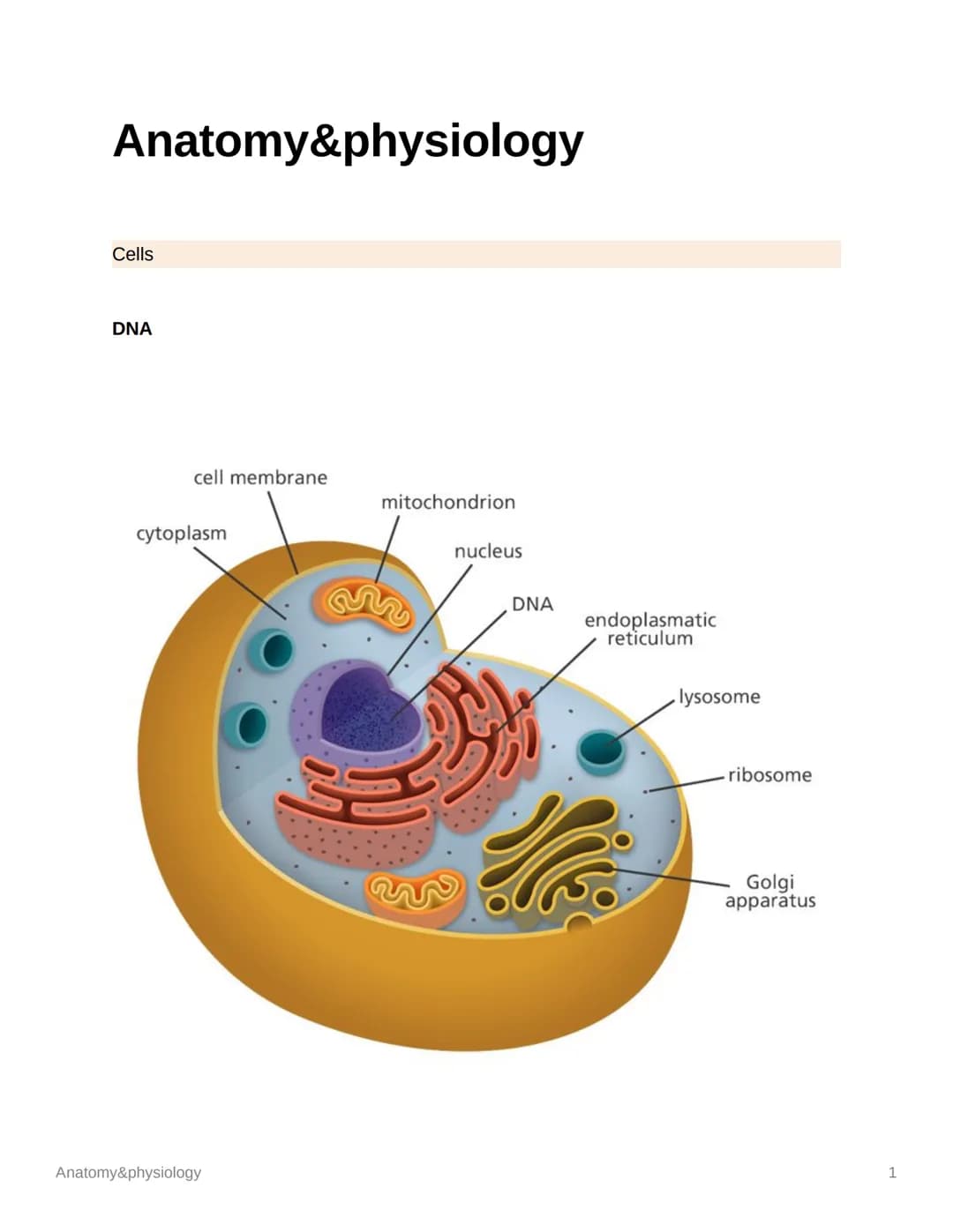 Anatomy&physiology
Cells
DNA
cell membrane
cytoplasm
Anatomy&physiology
mitochondrion
nucleus
M
DNA
endoplasmatic
reticulum
lysosome
ribosom