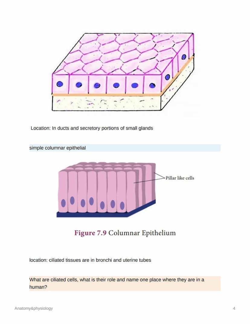 Anatomy&physiology
Cells
DNA
cell membrane
cytoplasm
Anatomy&physiology
mitochondrion
nucleus
M
DNA
endoplasmatic
reticulum
lysosome
ribosom