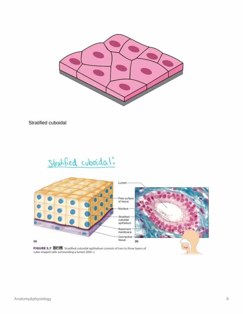 Anatomy&physiology
Cells
DNA
cell membrane
cytoplasm
Anatomy&physiology
mitochondrion
nucleus
M
DNA
endoplasmatic
reticulum
lysosome
ribosom