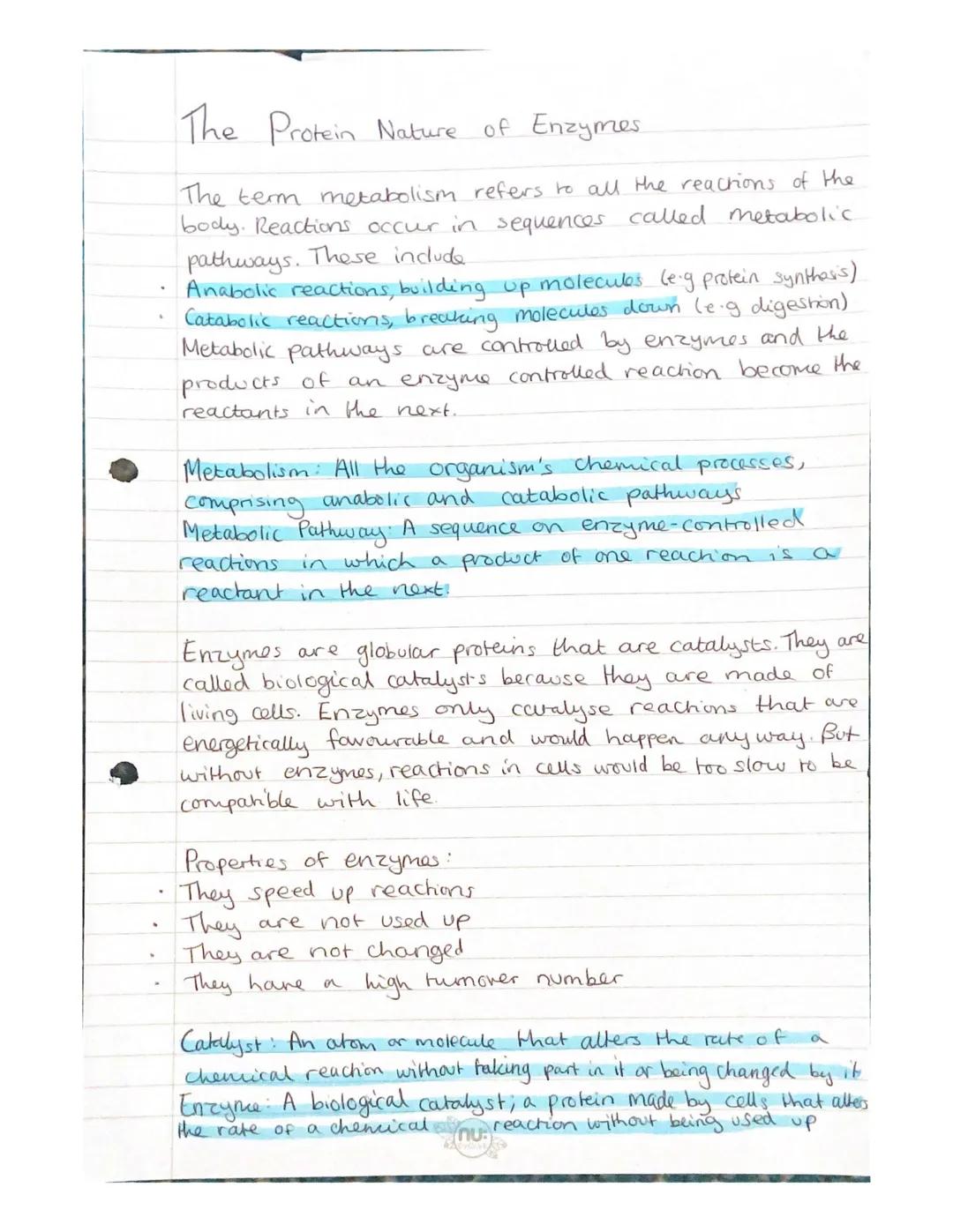 # The Protein Nature of Enzymes

The term metabolism refers to all the reactions of the
body. Reactions occur in sequences called metabolic
