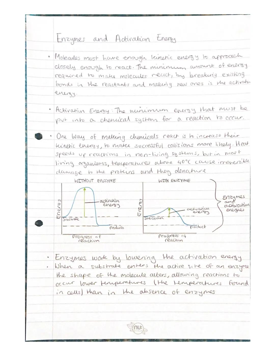 # The Protein Nature of Enzymes

The term metabolism refers to all the reactions of the
body. Reactions occur in sequences called metabolic
