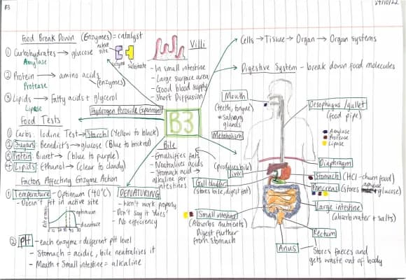 Know GCSE Biology: Digestive System And Enzymes thumbnail