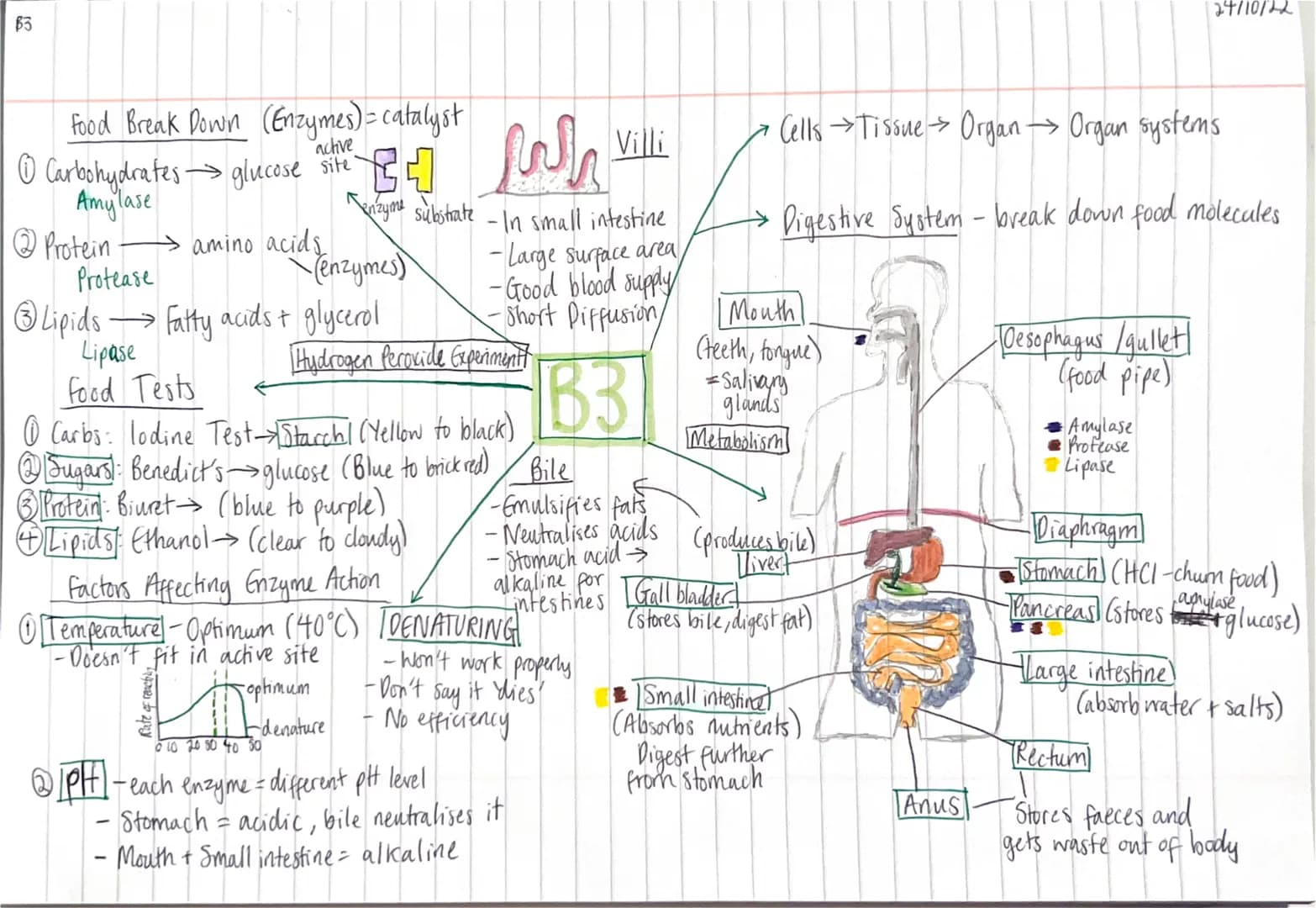 <h2 id="gcsebiologydigestivesystemenzymesworksheet">Gcse Biology Digestive System Enzymes Worksheet</h2>
<p>The digestive system relies on e