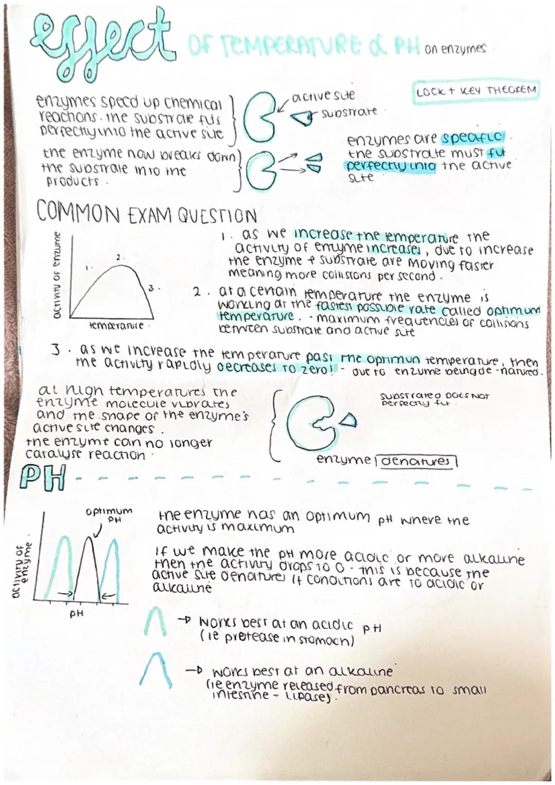 # eyect

OF TEMPERATURE & PH on enzymes

enzymes speed up chemical
reachons. the the substrale futs
perfectly into the active sile

the enzy