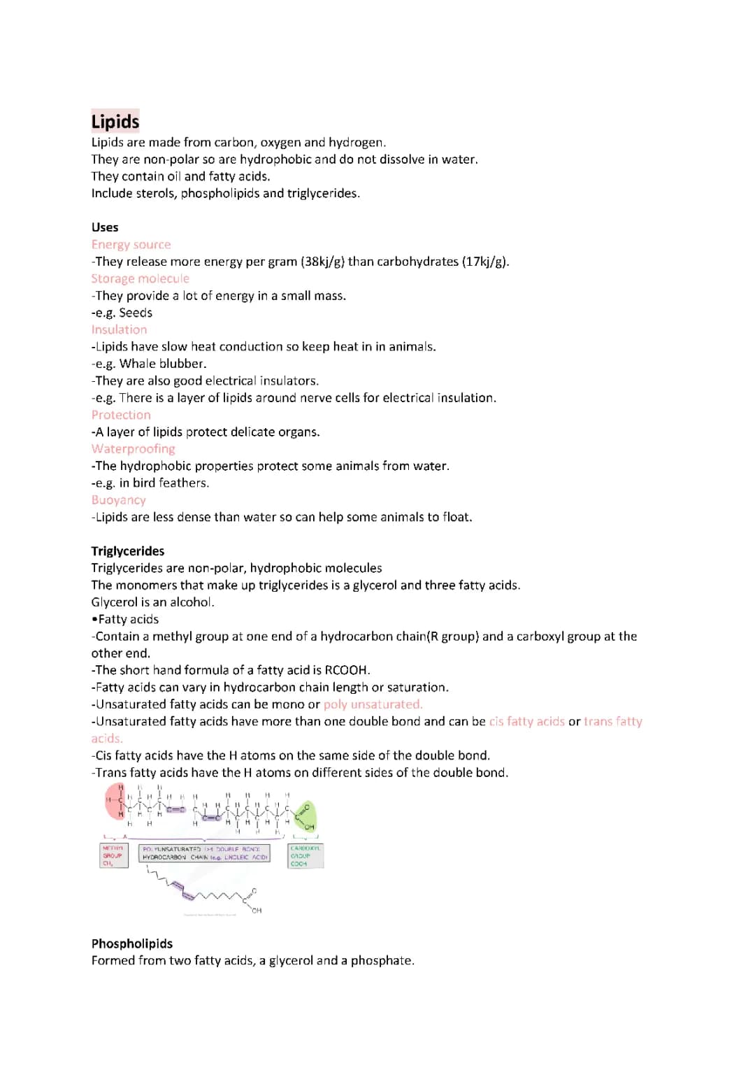 Cool Stuff About Triglycerides and Phospholipids for Kids
