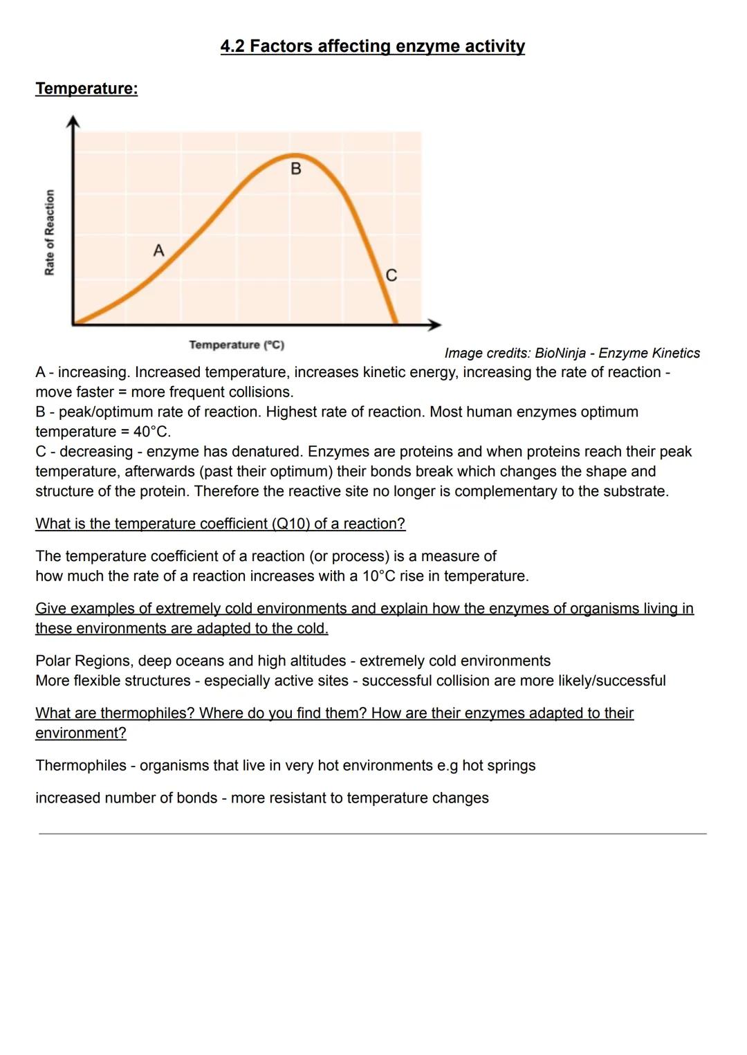 Temperature:
Rate of Reaction
A
4.2 Factors affecting enzyme activity
Temperature (°C)
B
C
Image credits: BioNinja - Enzyme Kinetics
A - inc