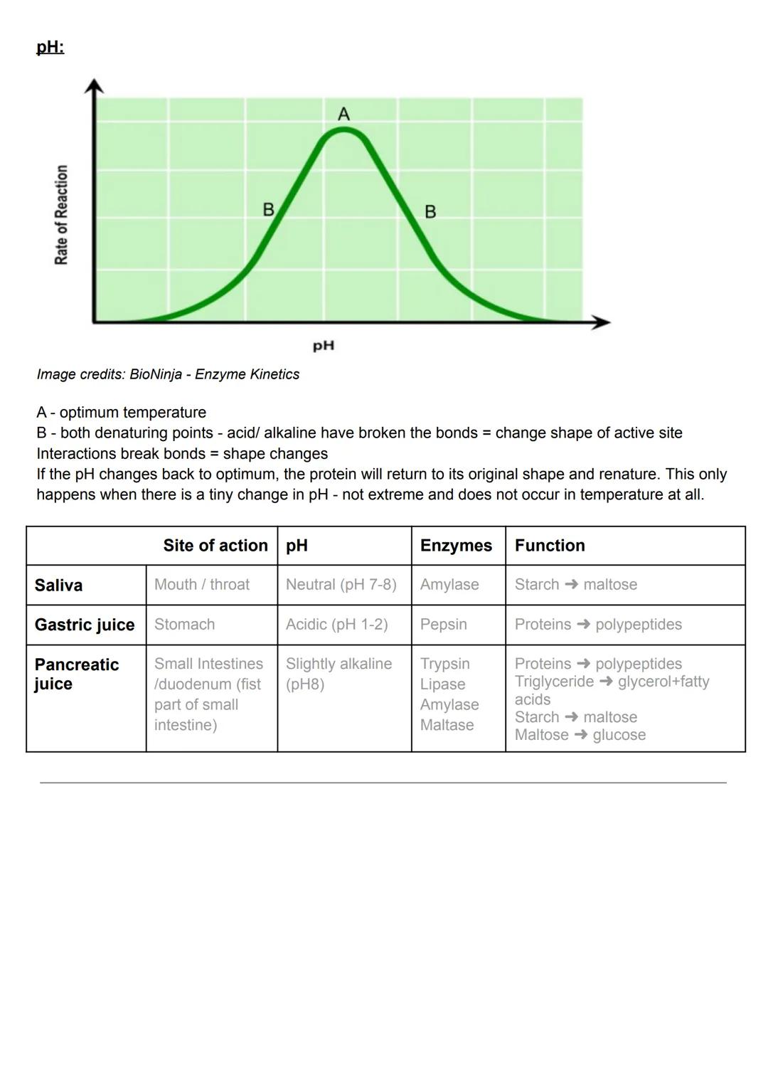 Temperature:
Rate of Reaction
A
4.2 Factors affecting enzyme activity
Temperature (°C)
B
C
Image credits: BioNinja - Enzyme Kinetics
A - inc