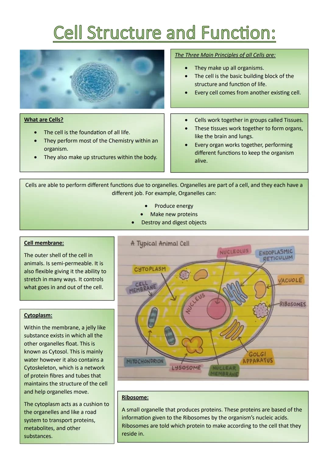 Cell Structure and Function:
What are Cells?
The cell is the foundation of all life.
They perform most of the Chemistry within an
organism.
