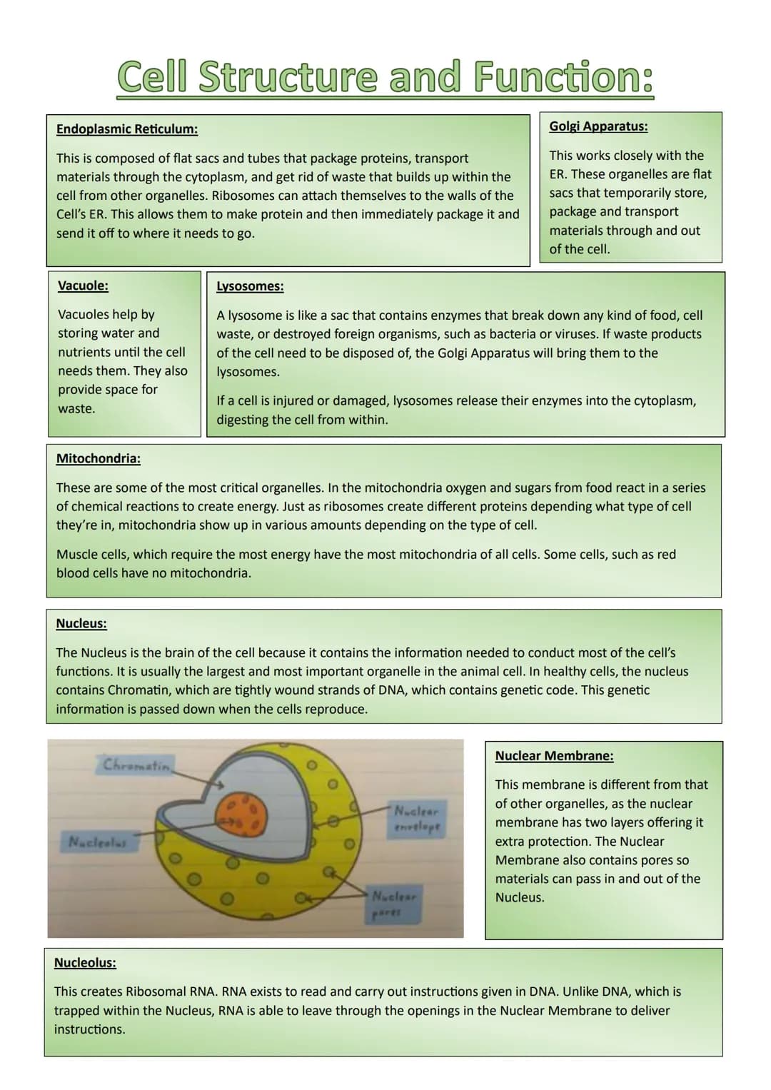 Cell Structure and Function:
What are Cells?
The cell is the foundation of all life.
They perform most of the Chemistry within an
organism.
