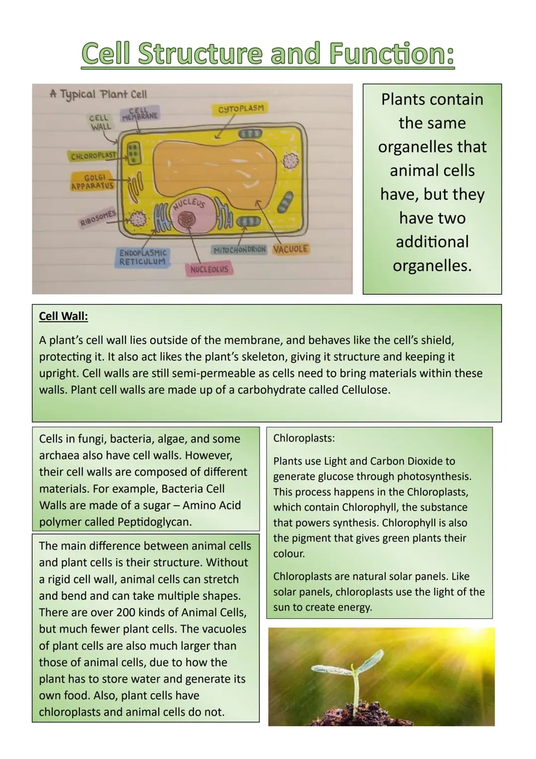 Cell Structure and Function:
What are Cells?
The cell is the foundation of all life.
They perform most of the Chemistry within an
organism.
