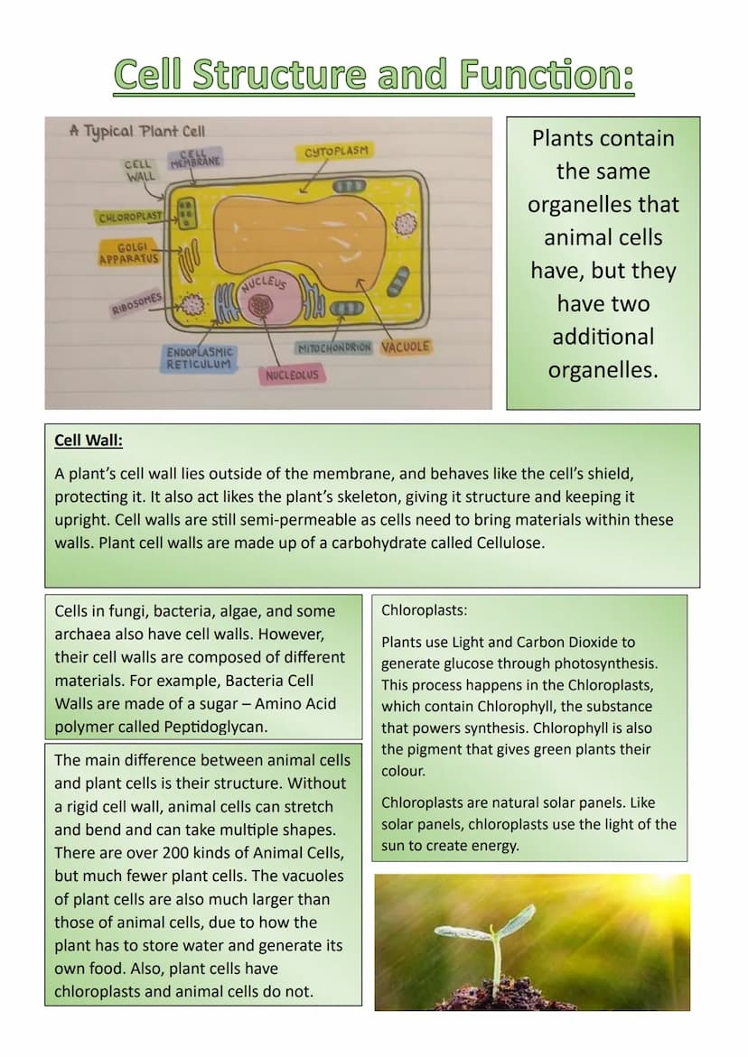 Cell Structure and Function:
What are Cells?
The cell is the foundation of all life.
They perform most of the Chemistry within an
organism.
