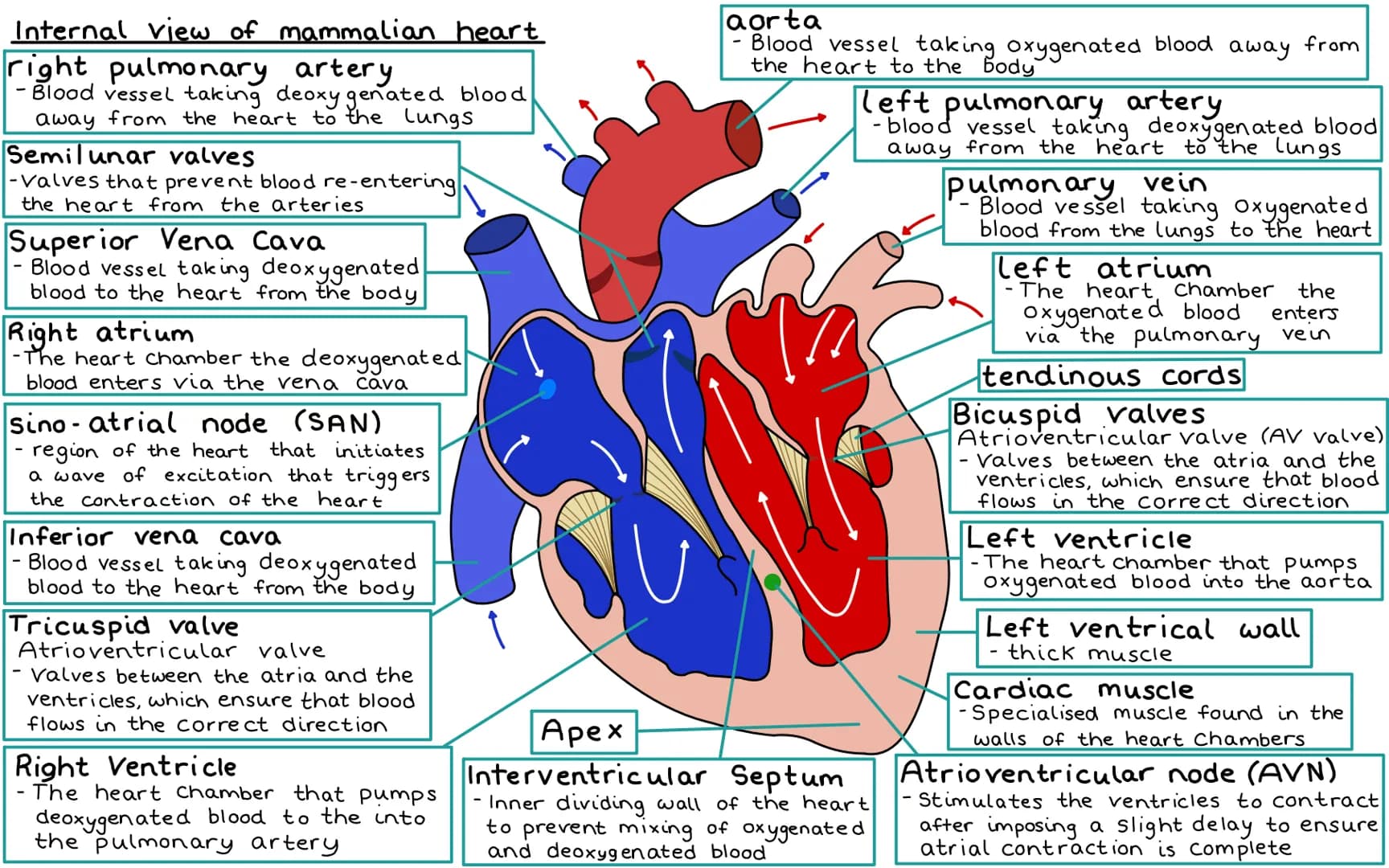 Internal view of mammalian heart
right pulmonary artery
- Blood vessel taking deoxy genated blood
away from the heart to the lungs
Semilunar