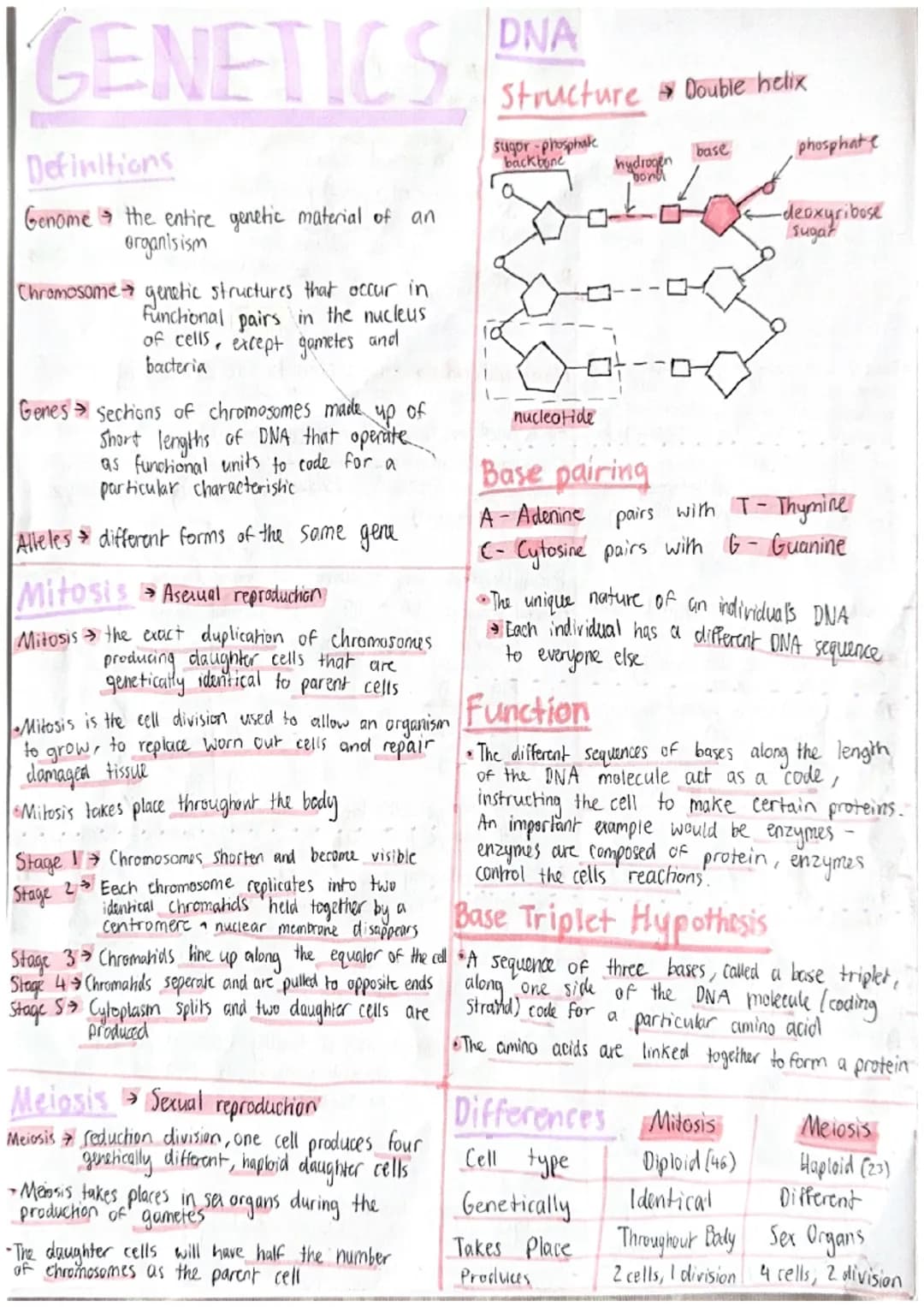 GENETICS
Definitions
Genome the entire genetic material of an
organisism
Chromosome genetic structures that occur in
Functional pairs in the