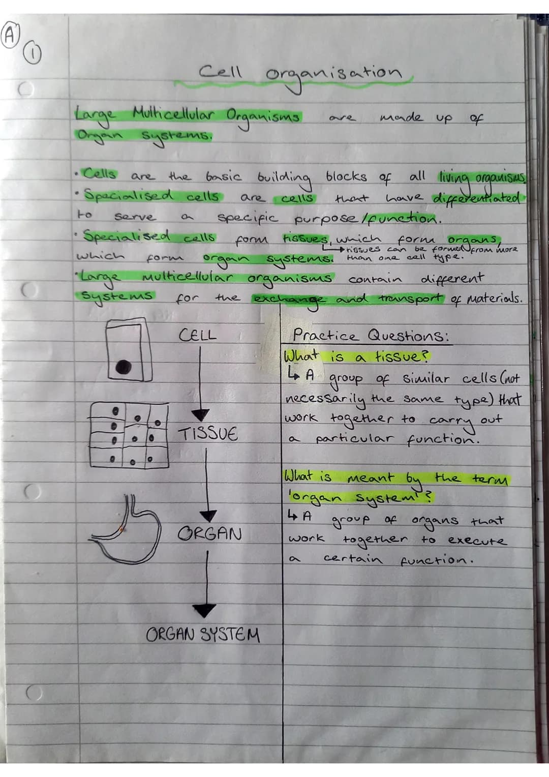 O
O
Large Multicellular Organisms
Organ systems.
are
• Cells
e
• Specialised cells
to Serve
• Specialised cells
9
●
0
0 0
Cell
which
form
· 