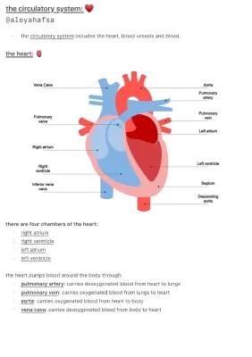 Know The Circulatory System  thumbnail