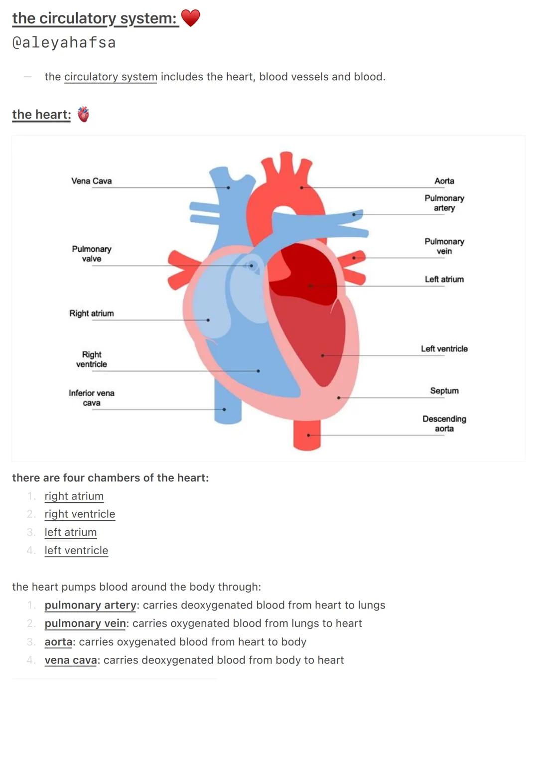 the circulatory system:
@aleyahafsa
the circulatory system includes the heart, blood vessels and blood.
the heart:
Vena Cava
Pulmonary
valve