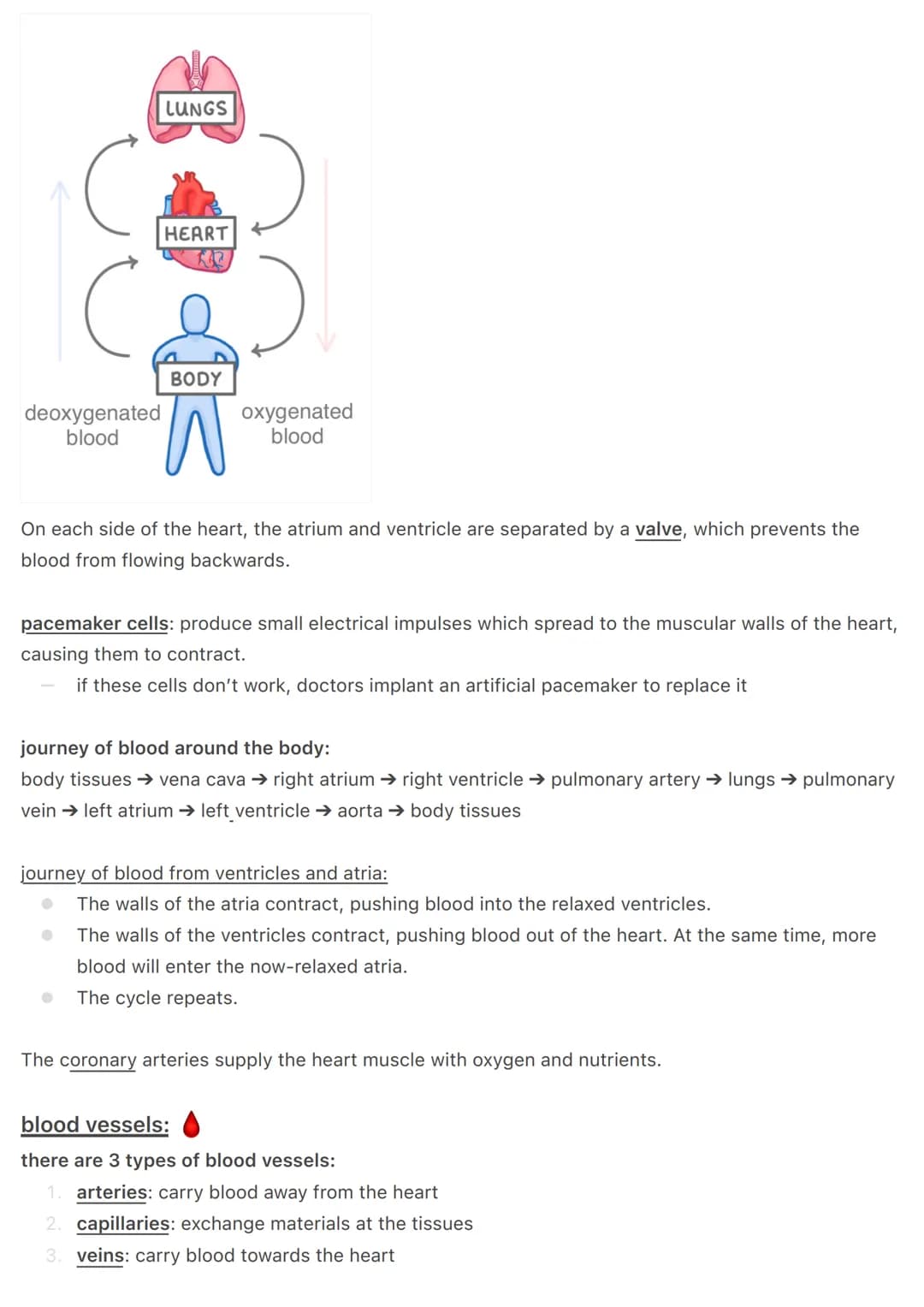 the circulatory system:
@aleyahafsa
the circulatory system includes the heart, blood vessels and blood.
the heart:
Vena Cava
Pulmonary
valve