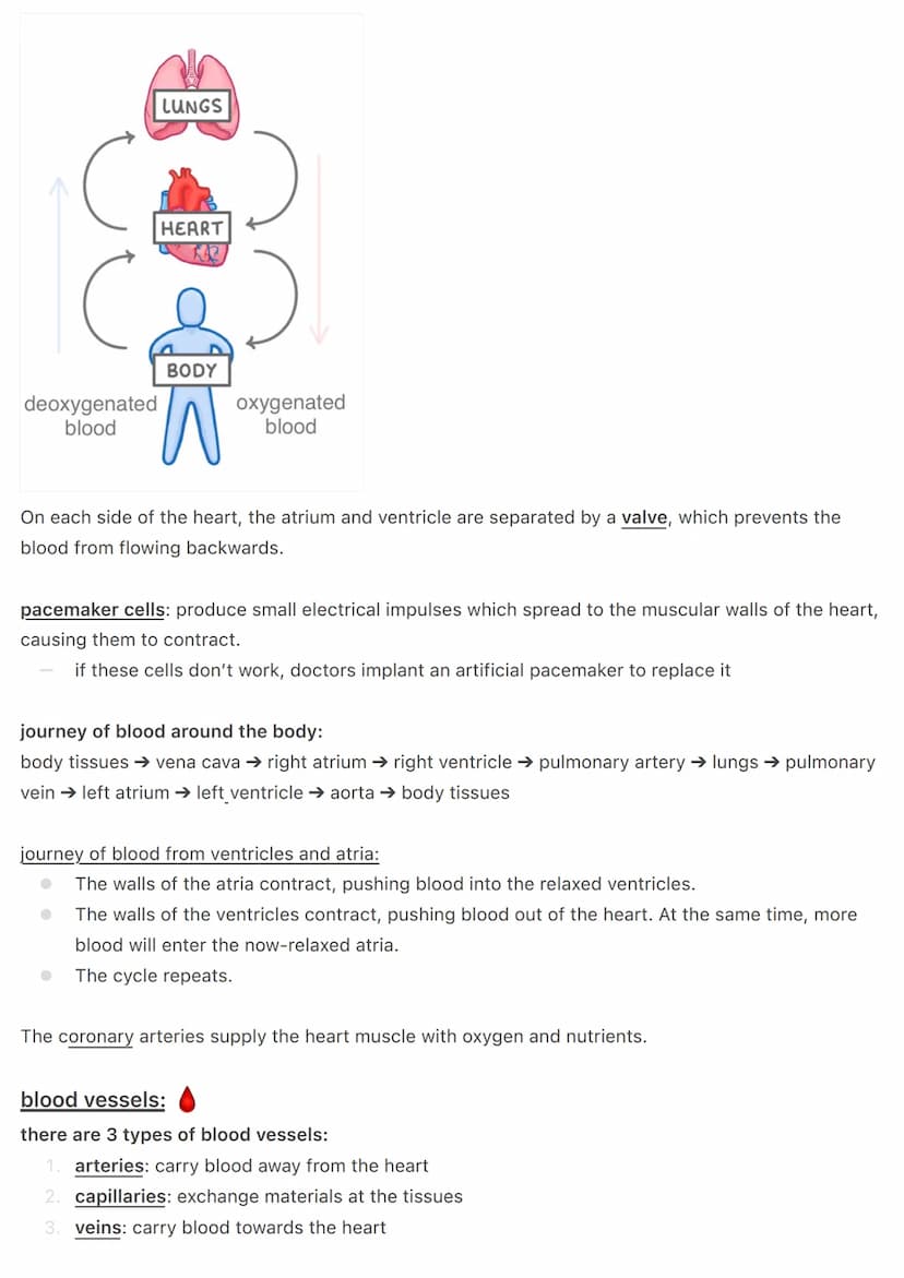 the circulatory system:
@aleyahafsa
the circulatory system includes the heart, blood vessels and blood.
the heart:
Vena Cava
Pulmonary
valve