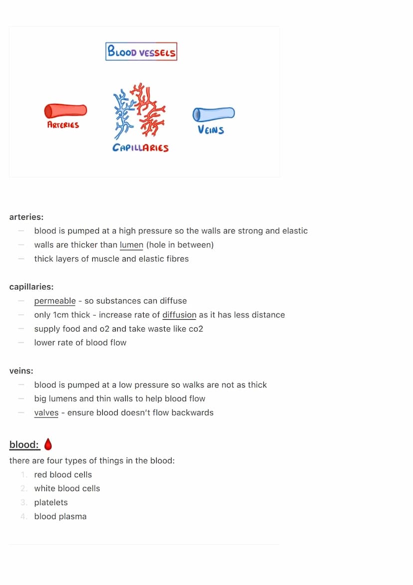the circulatory system:
@aleyahafsa
the circulatory system includes the heart, blood vessels and blood.
the heart:
Vena Cava
Pulmonary
valve