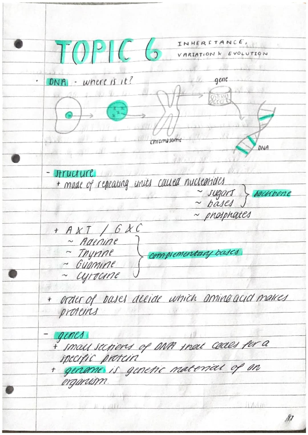 P
TOPIC 6.
- where is it?
DNA
①
+ AXT/GX C
Adenine
~ Thyrine
Guamine
cyracine
INHERITANCE,
VARIATION & EVOLUTION
- Structure.
+ made of repe