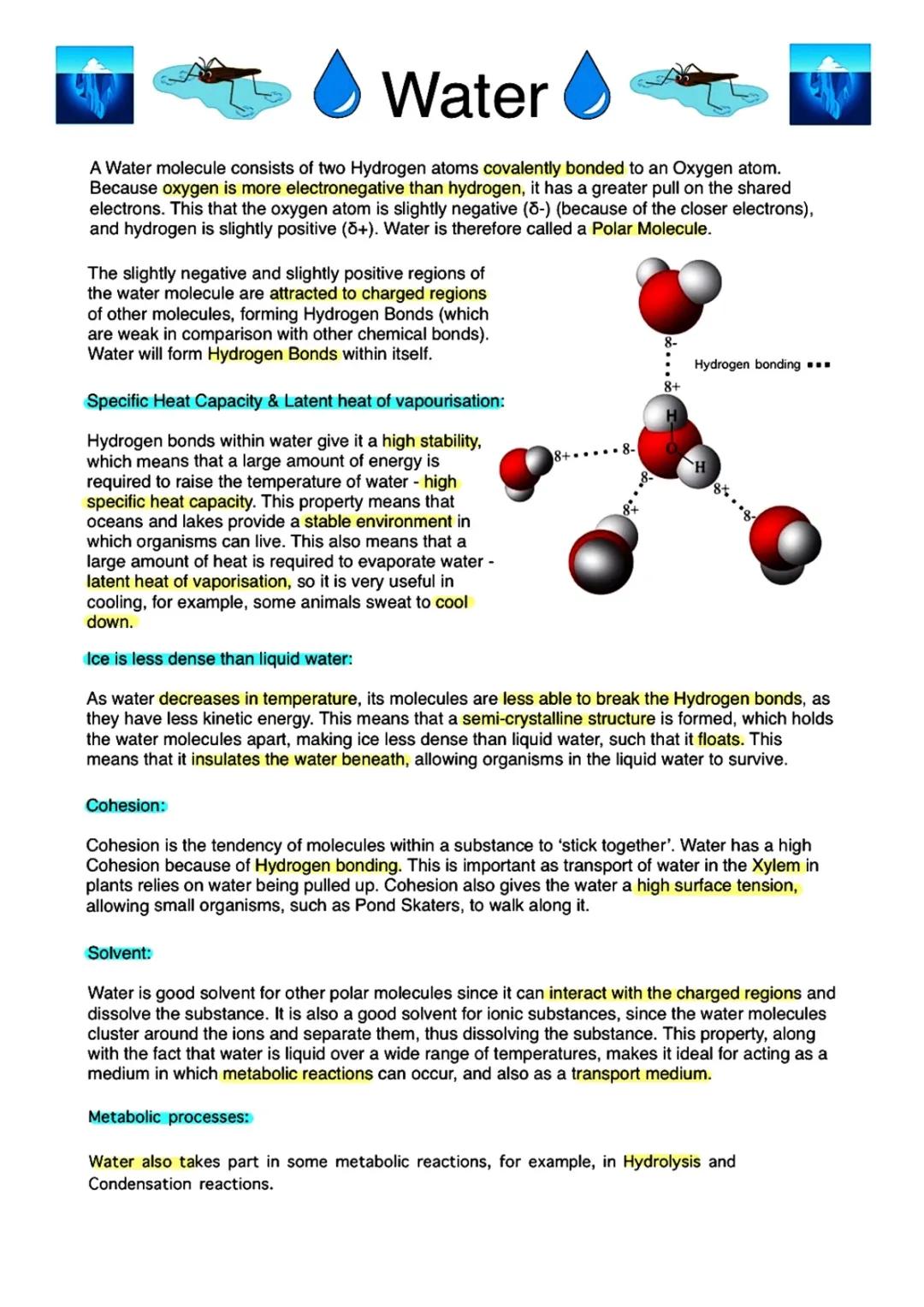 Water - A Level Biology
