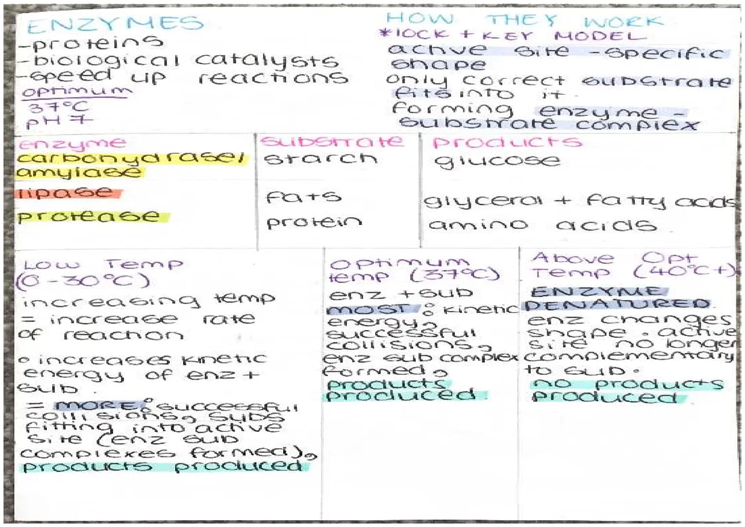 ENZYMES
-proteins
biological catalysts
-speed up
reach ons
optimum
37°C
PH
enzyme
carbonydrasel
ase
amylase
Tipase
protease
Temp
Fats
protei