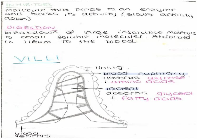 ENZYMES
-proteins
biological catalysts
-speed up
reach ons
optimum
37°C
PH
enzyme
carbonydrasel
ase
amylase
Tipase
protease
Temp
Fats
protei