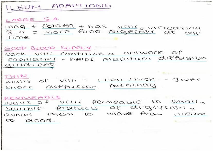 ENZYMES
-proteins
biological catalysts
-speed up
reach ons
optimum
37°C
PH
enzyme
carbonydrasel
ase
amylase
Tipase
protease
Temp
Fats
protei