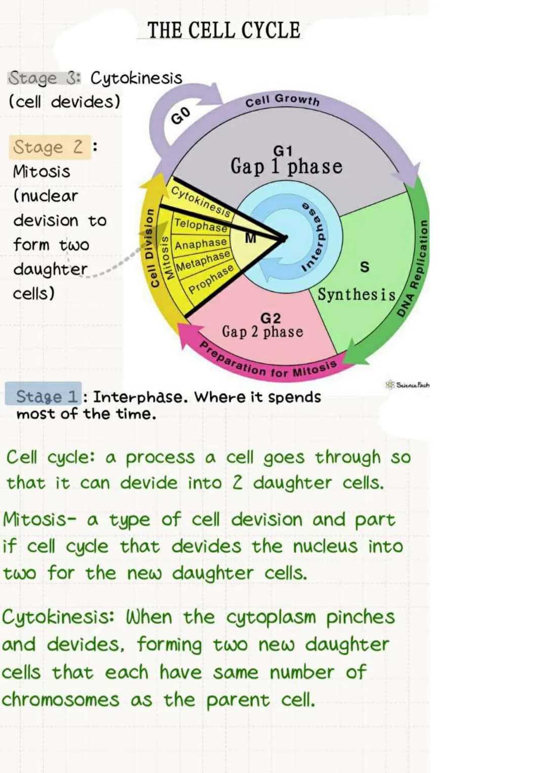 THE CELL CYCLE
Stage 3: Cytokinesis
(cell devides)
Stage 2:
Mitosis
(nuclear
devision to
form two
daughter
cells)
Cell Division
Mitosis
GO
C