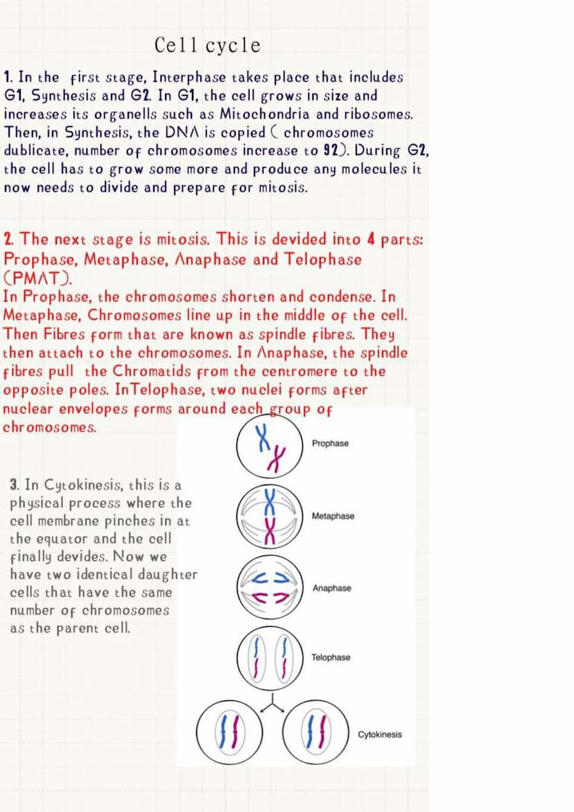 THE CELL CYCLE
Stage 3: Cytokinesis
(cell devides)
Stage 2:
Mitosis
(nuclear
devision to
form two
daughter
cells)
Cell Division
Mitosis
GO
C