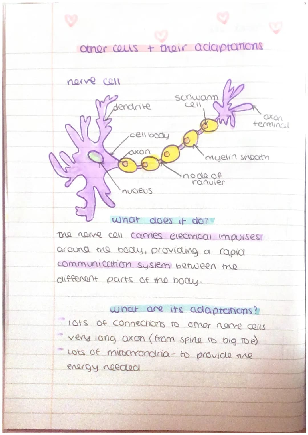 How Nerve, Muscle, and Sperm Cells are Super Cool at Their Jobs!