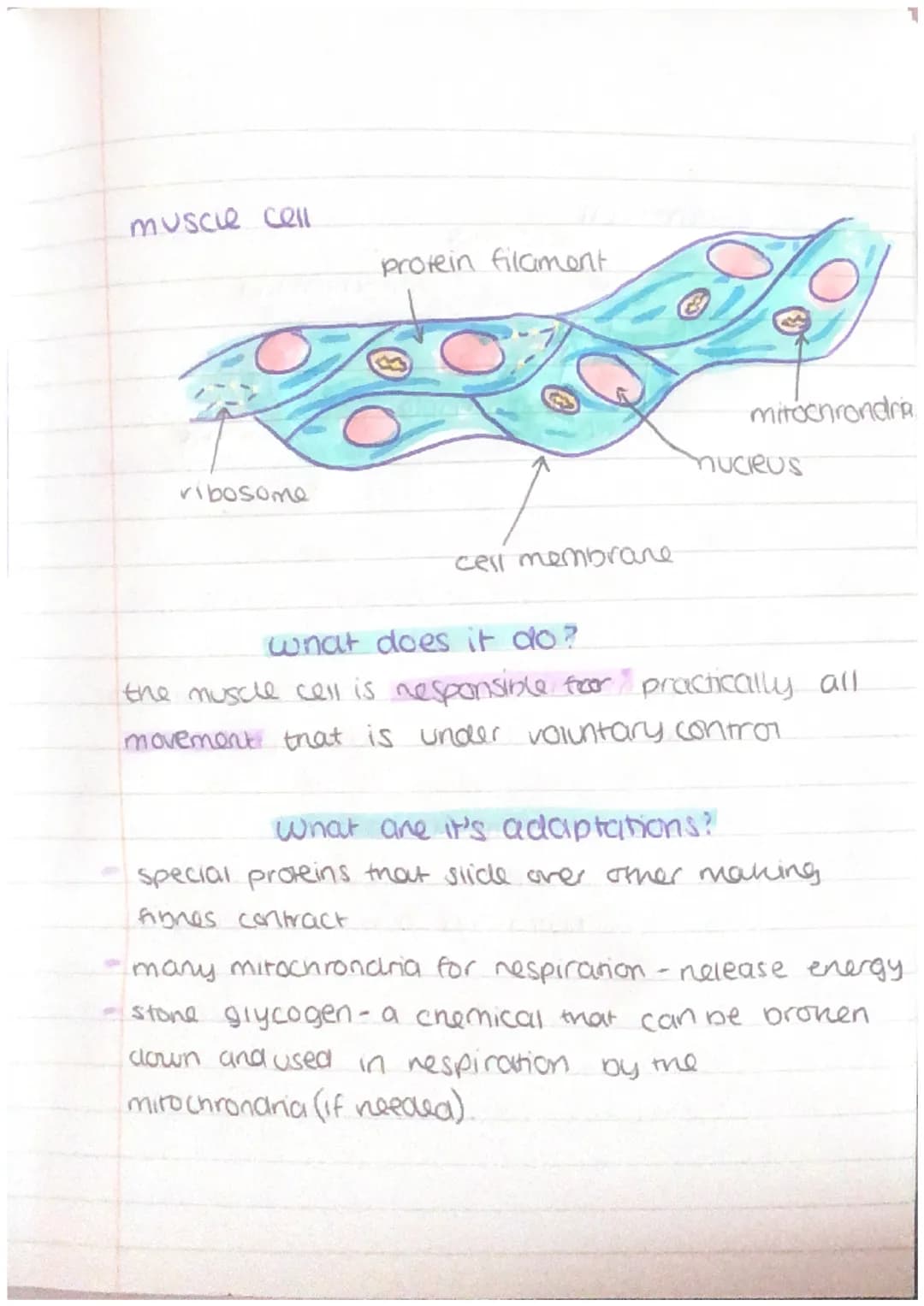 other cells + their adaptations
nerve cell
Maden
dendrite
cell body
axon
nucieus
schwann
cell
axon
terminal
'myelin sheath
•node of
ranvier
