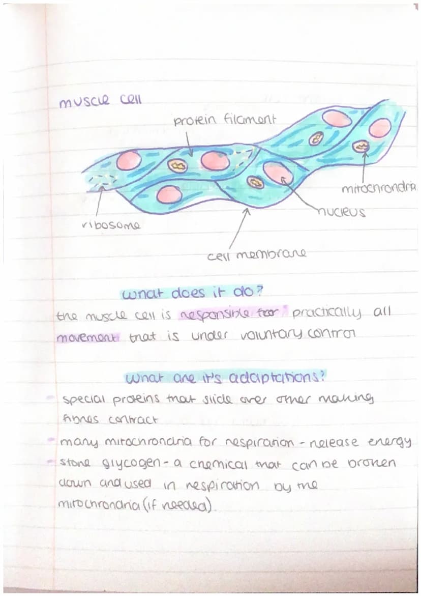 other cells + their adaptations
nerve cell
Maden
dendrite
cell body
axon
nucieus
schwann
cell
axon
terminal
'myelin sheath
•node of
ranvier
