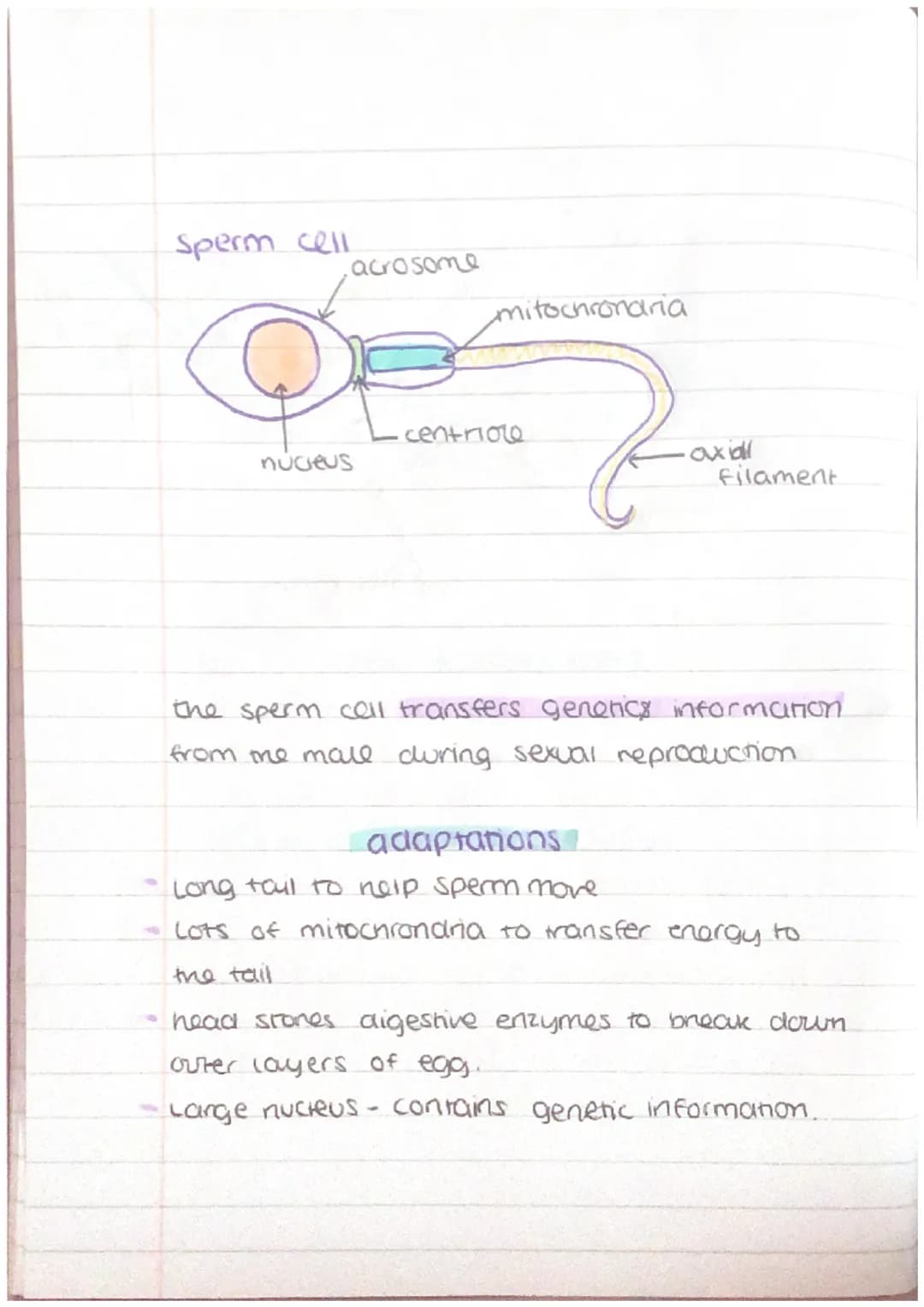 other cells + their adaptations
nerve cell
Maden
dendrite
cell body
axon
nucieus
schwann
cell
axon
terminal
'myelin sheath
•node of
ranvier
