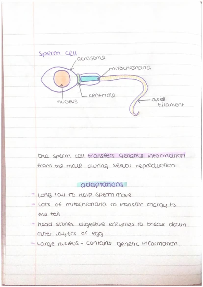 other cells + their adaptations
nerve cell
Maden
dendrite
cell body
axon
nucieus
schwann
cell
axon
terminal
'myelin sheath
•node of
ranvier
