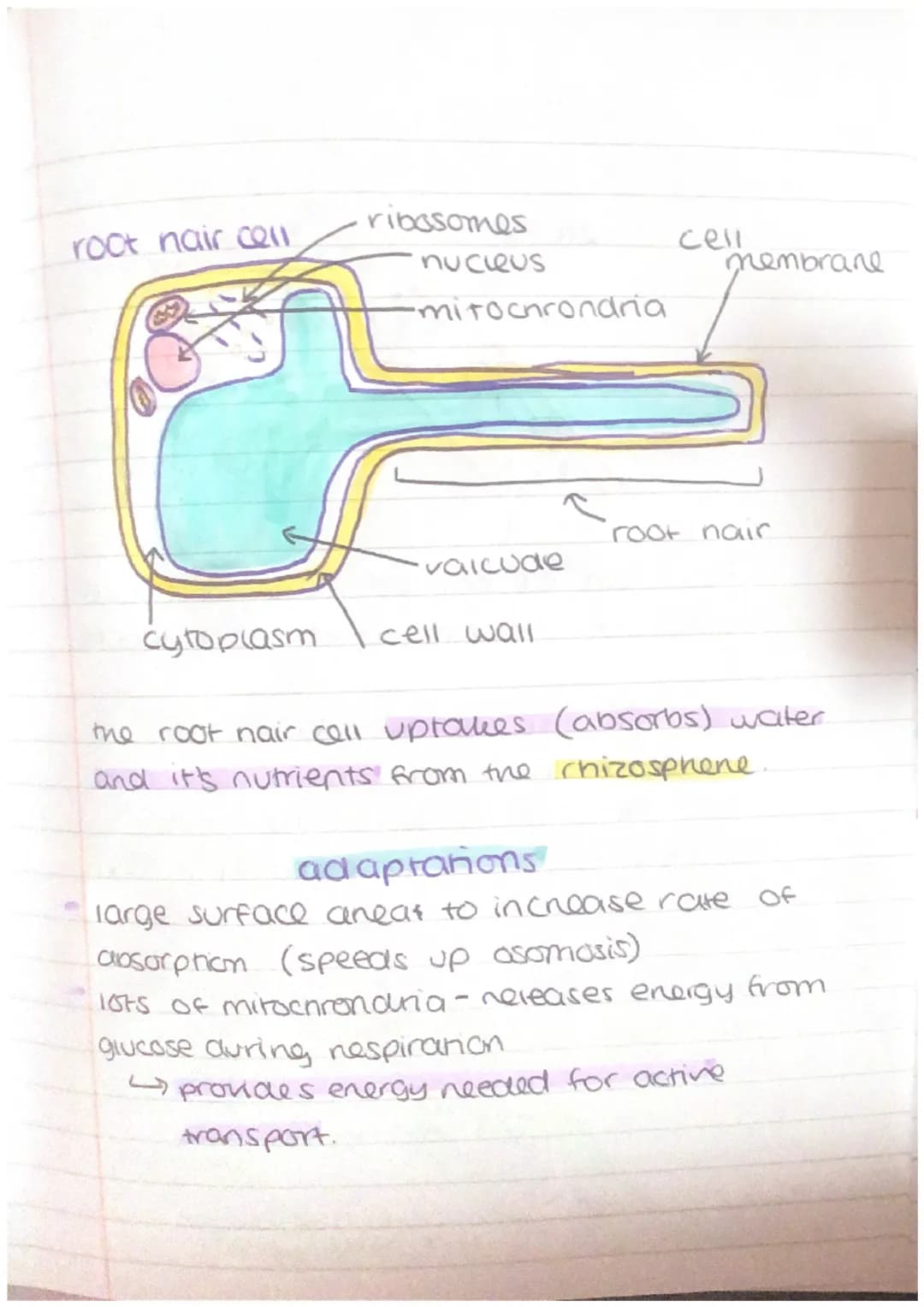 other cells + their adaptations
nerve cell
Maden
dendrite
cell body
axon
nucieus
schwann
cell
axon
terminal
'myelin sheath
•node of
ranvier
