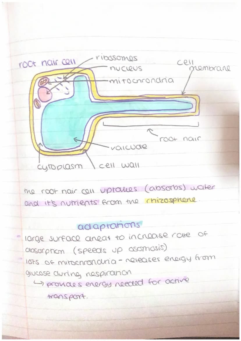 other cells + their adaptations
nerve cell
Maden
dendrite
cell body
axon
nucieus
schwann
cell
axon
terminal
'myelin sheath
•node of
ranvier
