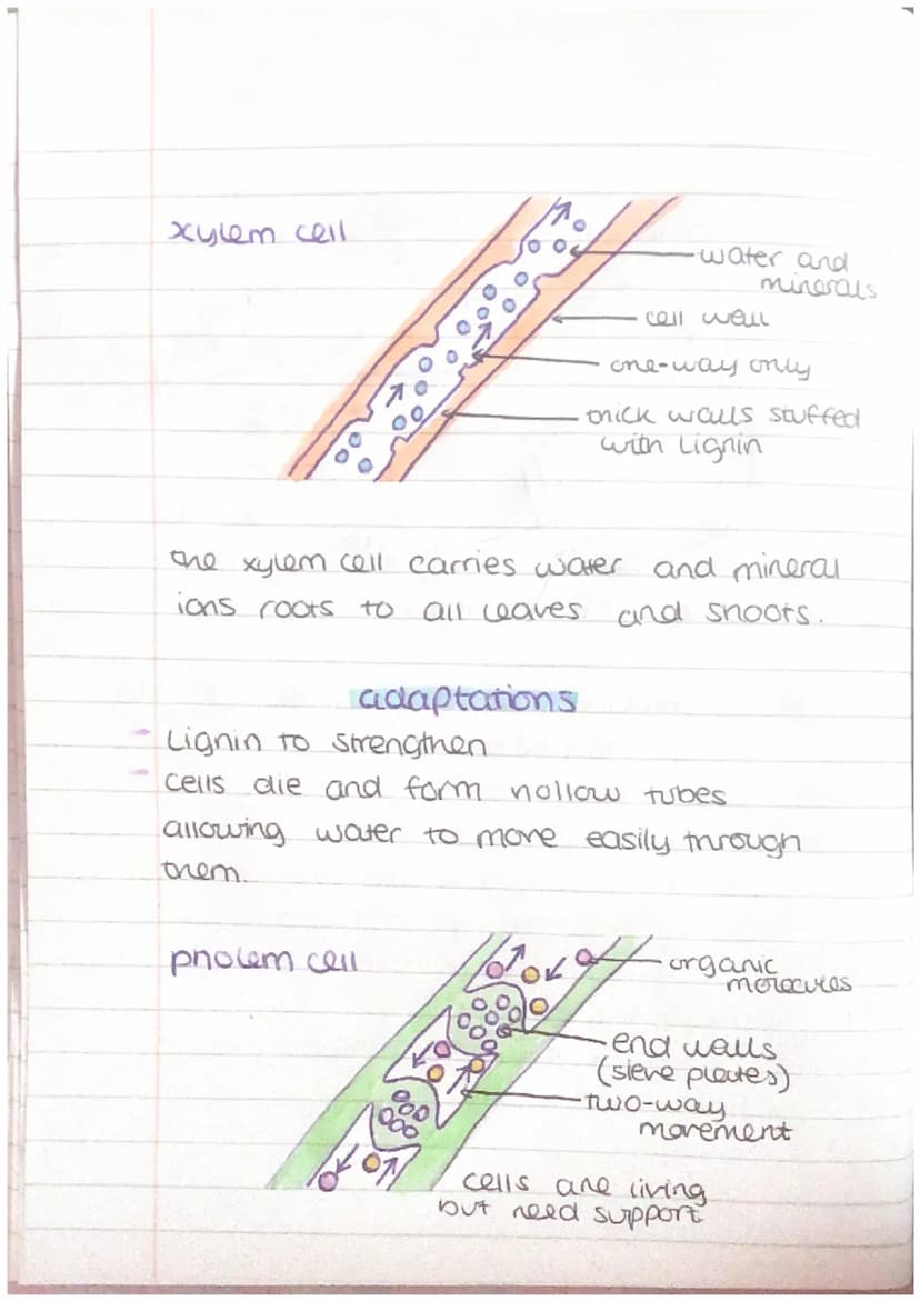 other cells + their adaptations
nerve cell
Maden
dendrite
cell body
axon
nucieus
schwann
cell
axon
terminal
'myelin sheath
•node of
ranvier
