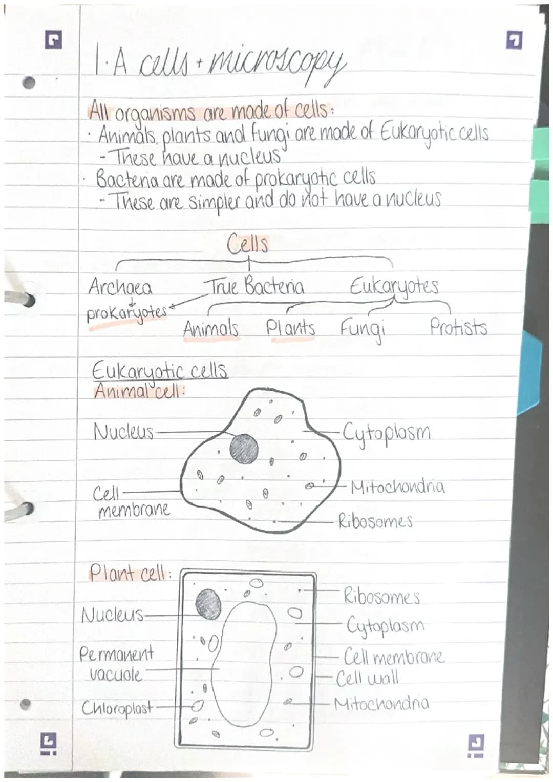 .
1.A cells • microscopy
All organisms are made of cells:
· Animals, plants and fungi are made of Eukaryotic cells.
-These have a nucleus
Ba