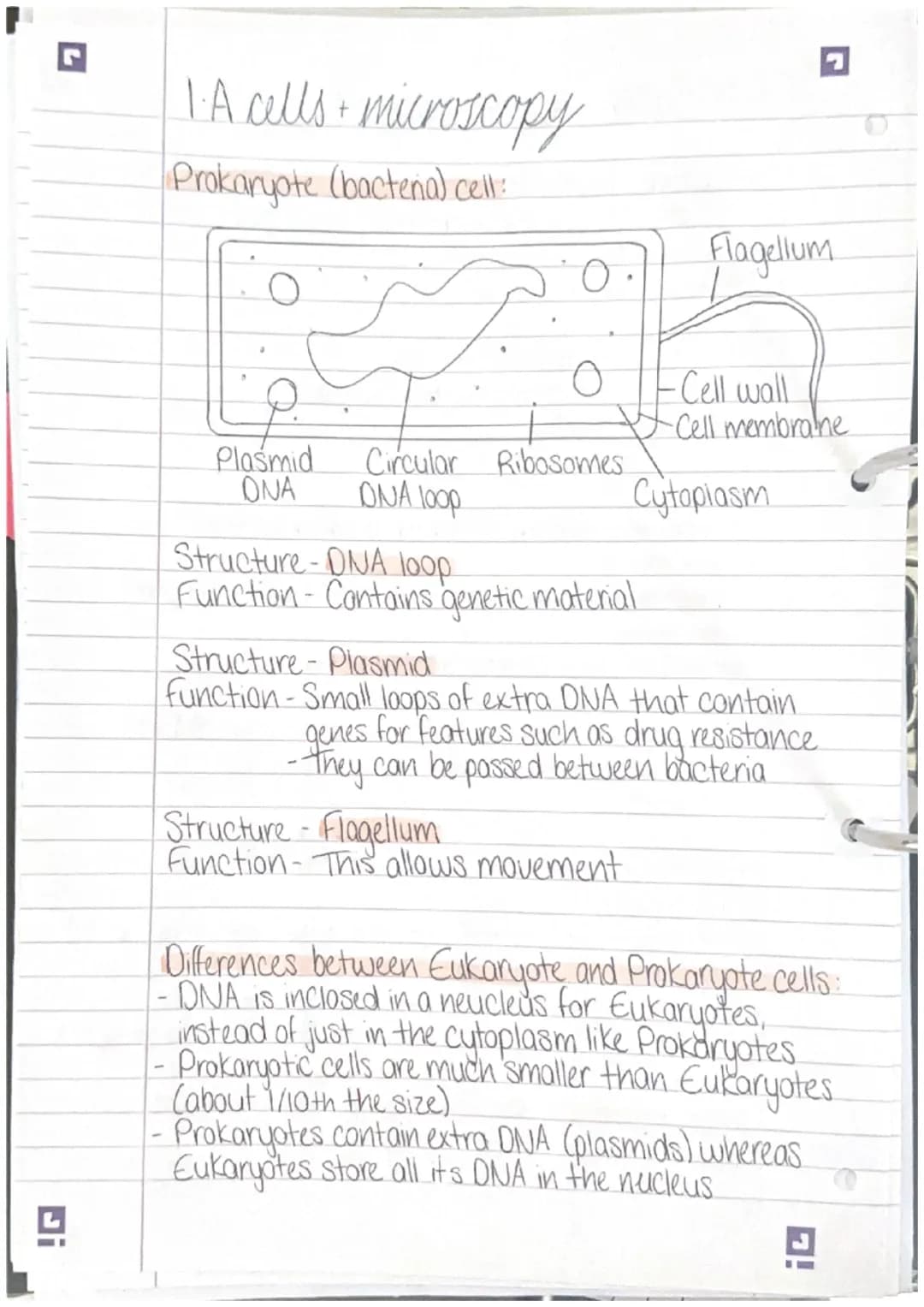 .
1.A cells • microscopy
All organisms are made of cells:
· Animals, plants and fungi are made of Eukaryotic cells.
-These have a nucleus
Ba