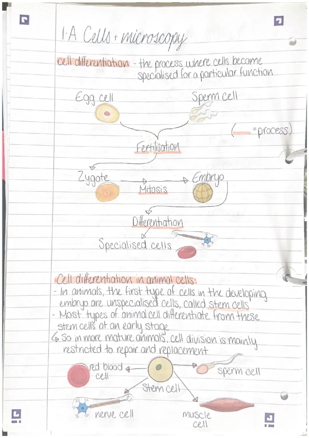 .
1.A cells • microscopy
All organisms are made of cells:
· Animals, plants and fungi are made of Eukaryotic cells.
-These have a nucleus
Ba