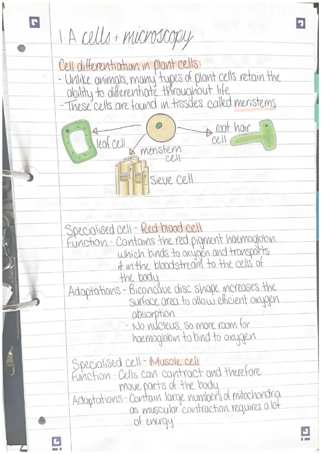.
1.A cells • microscopy
All organisms are made of cells:
· Animals, plants and fungi are made of Eukaryotic cells.
-These have a nucleus
Ba