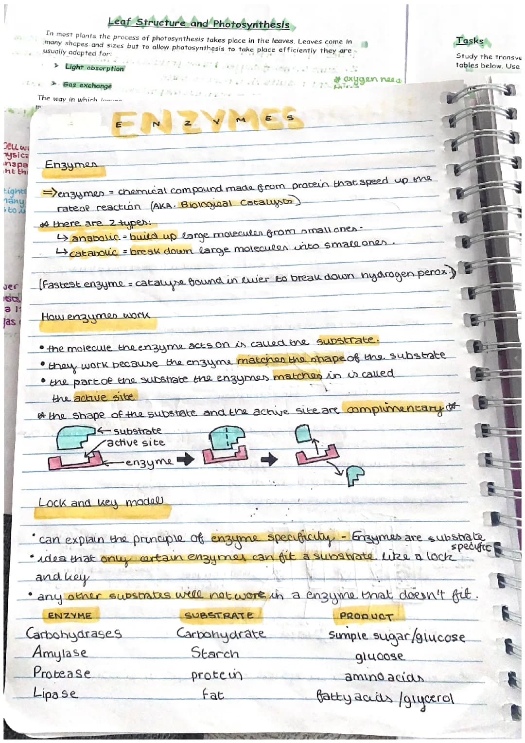 GCSE biology CCEA AQA content on enzymes and digestion