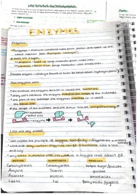 Know GCSE biology CCEA AQA content on enzymes and digestion thumbnail