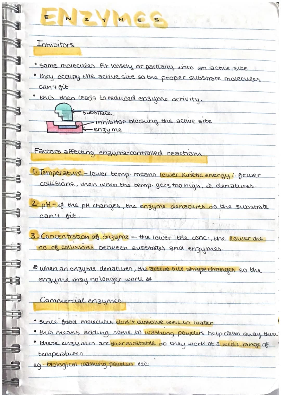 Tasks
Study the transve
tables below. Use
* oxygen need
Leaf Structure and Photosynthesis
In most plants the process of photosynthesis takes