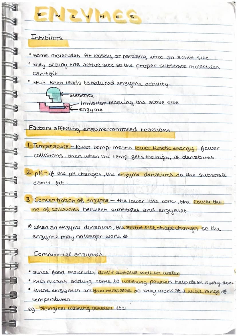 Tasks
Study the transve
tables below. Use
* oxygen need
Leaf Structure and Photosynthesis
In most plants the process of photosynthesis takes