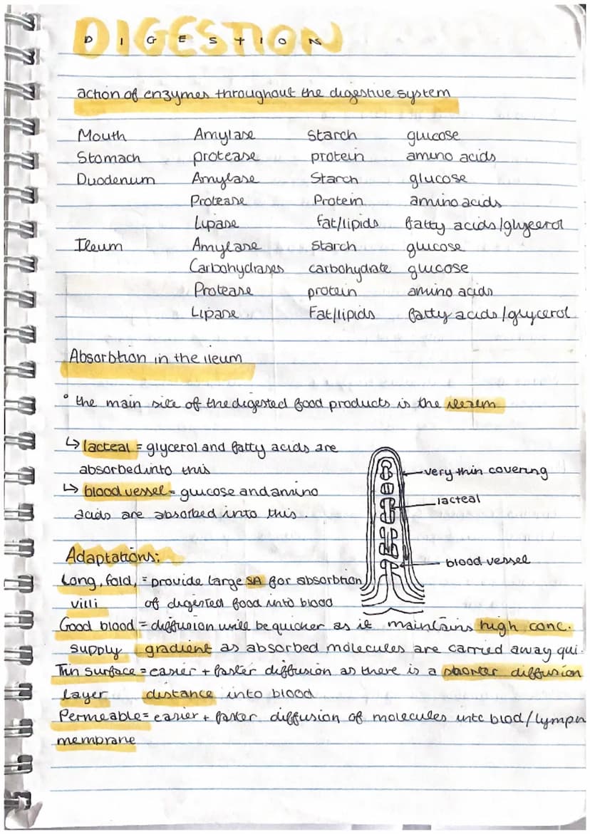 Tasks
Study the transve
tables below. Use
* oxygen need
Leaf Structure and Photosynthesis
In most plants the process of photosynthesis takes