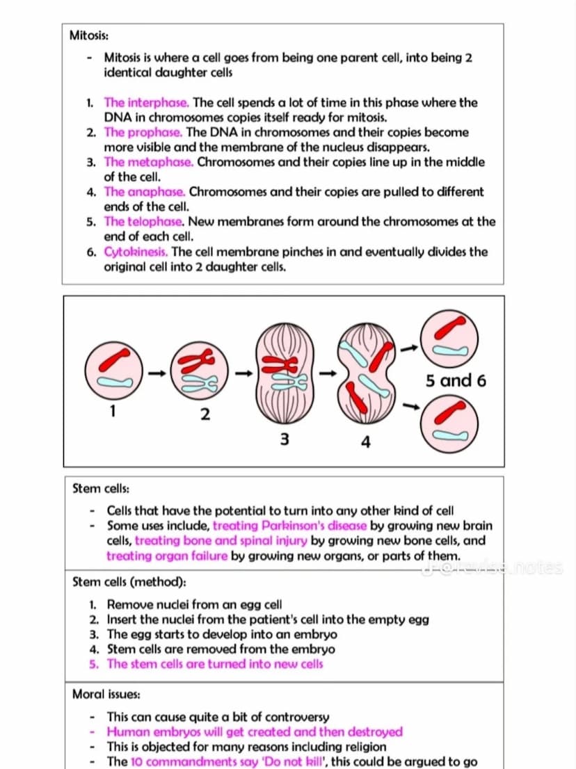 BACTERIAL CELL:
Cell wall
Important for
the structure of
cell
bosomes
Responsible
for protein
synthesis
Feature
Nucleus
Cytoplasm
Ribosomes
